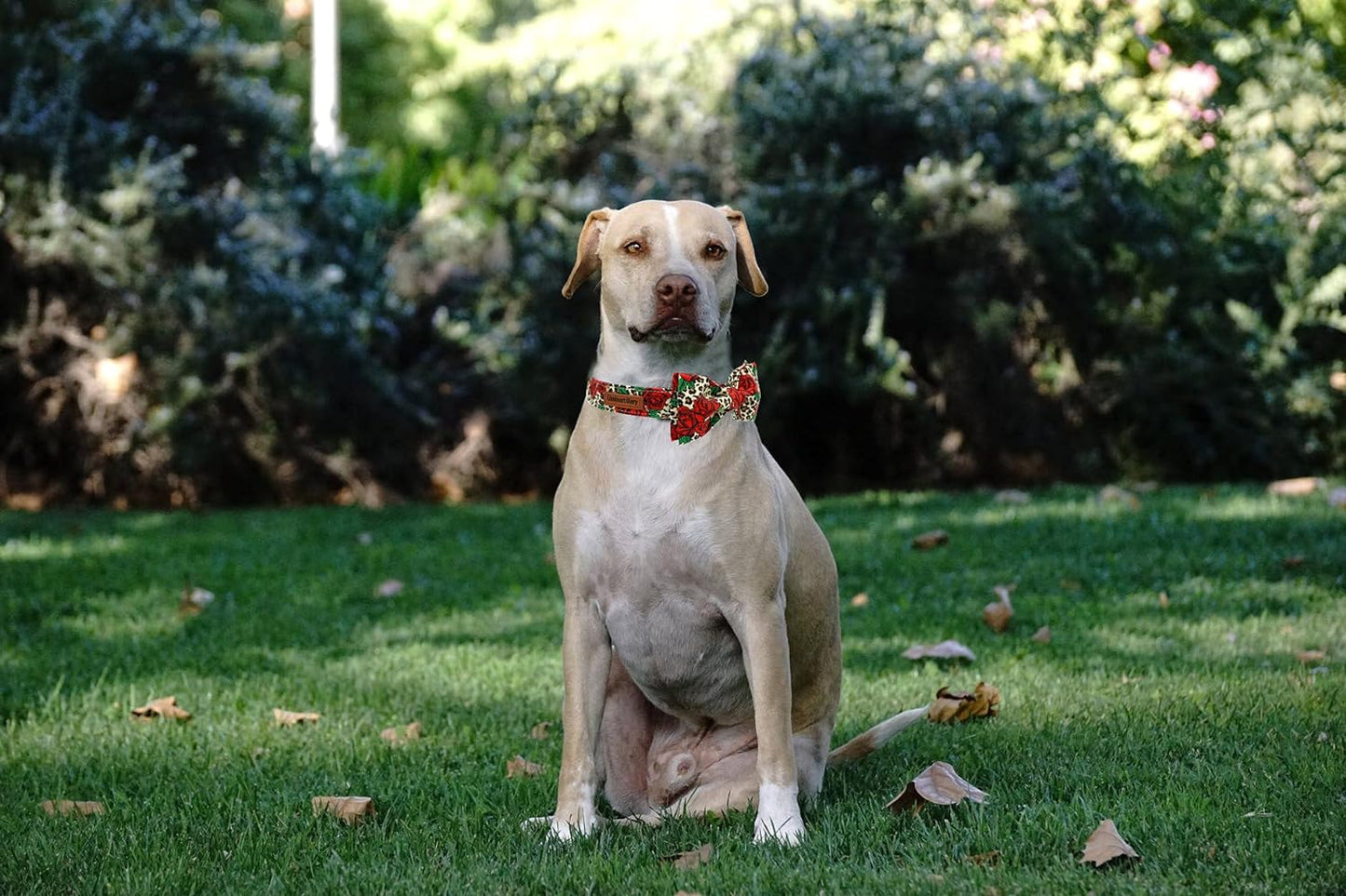 Bowtie Dog Collar (Medium)