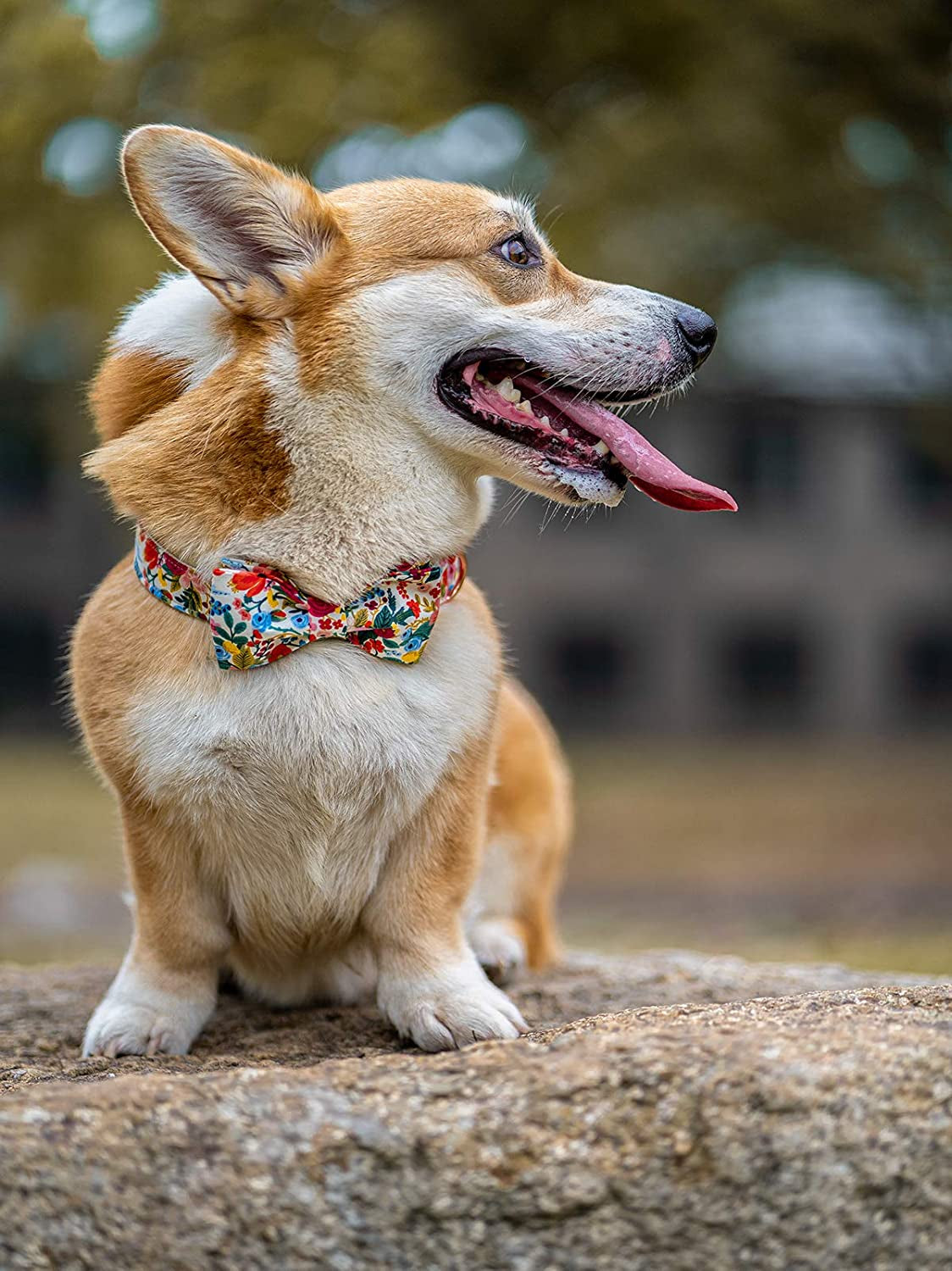 Dog Collar with Bow (X-Small)