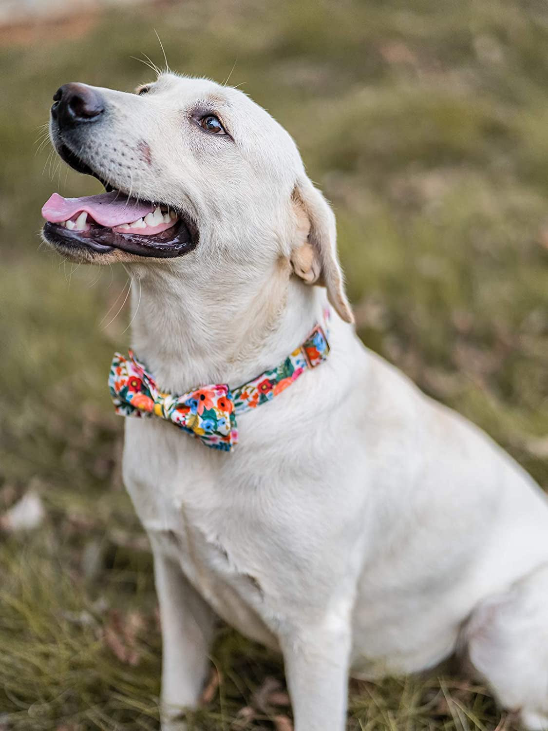 Dog Collar with Bow (X-Small)