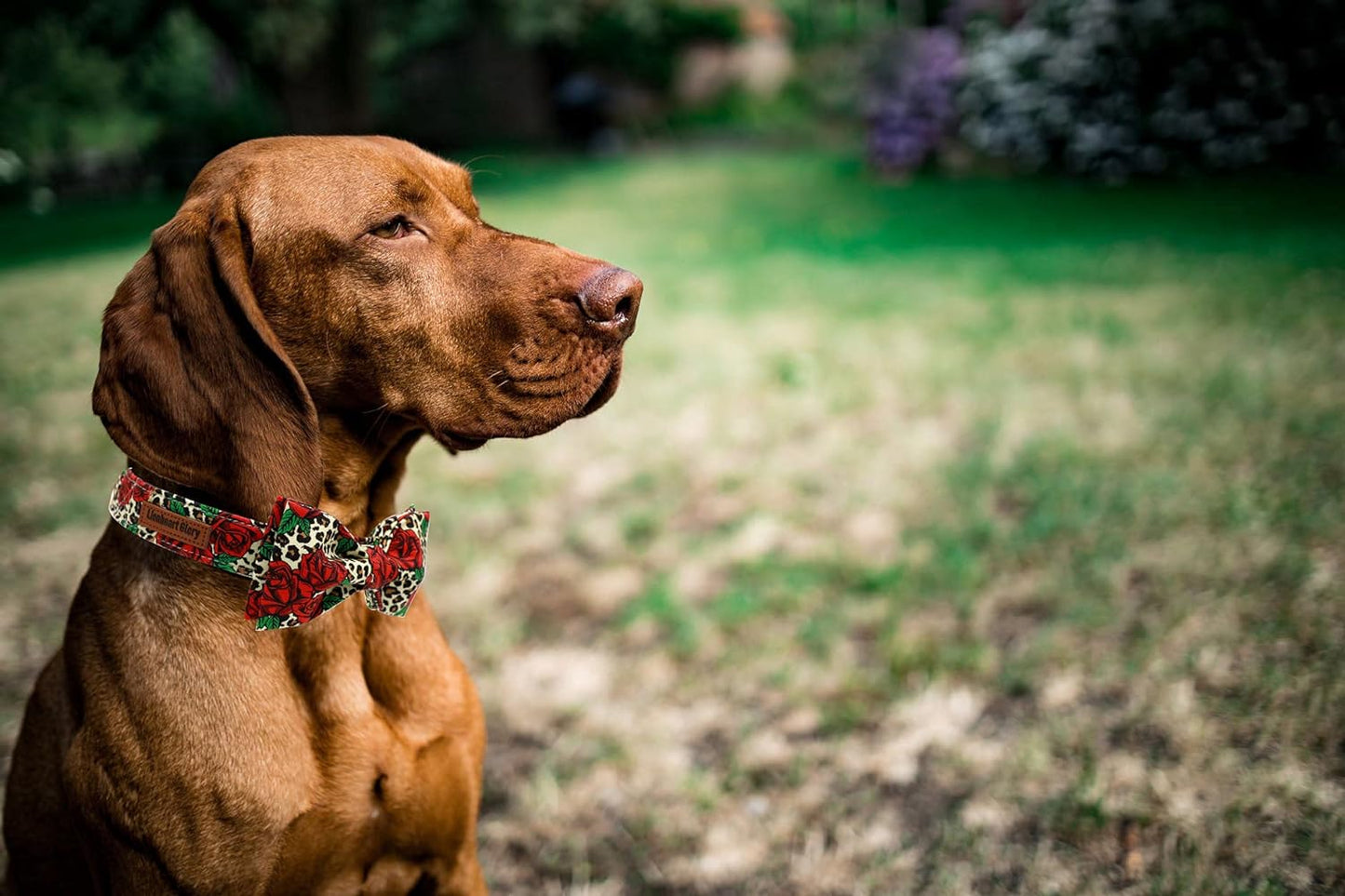 Bowtie Dog Collar (Medium)